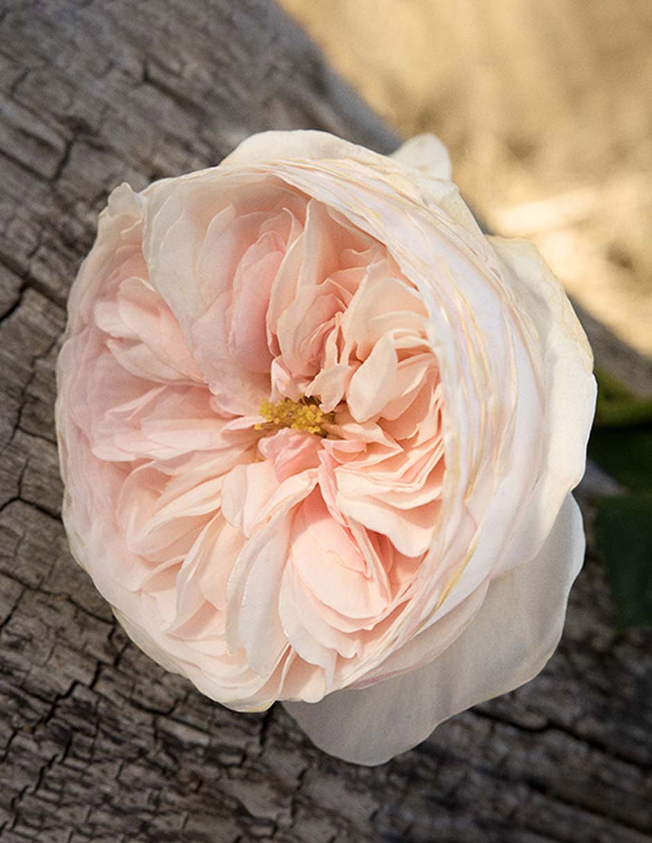 Eau de parfum Romance para mujer 6