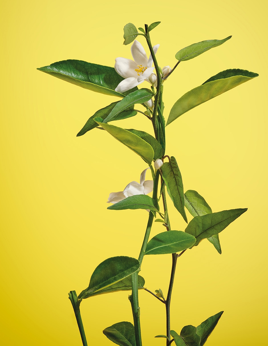 Eau de toilette Neroli para mujer 4