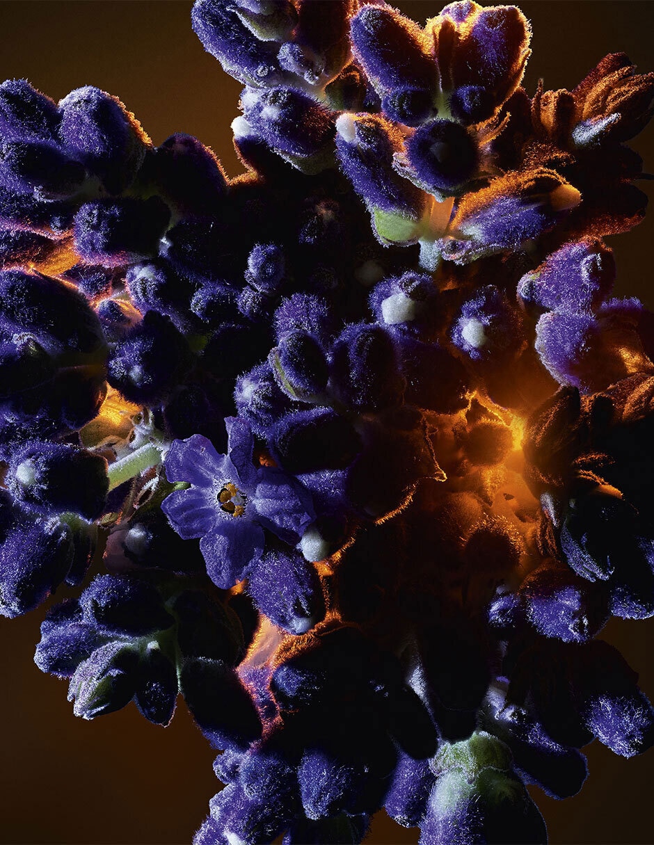 Eau de parfum Libre Flowers & Flames para mujer 5