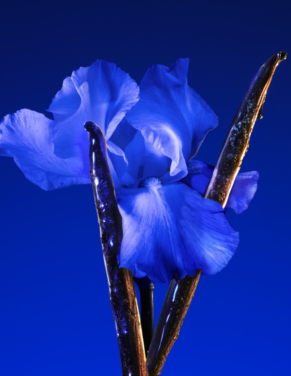 Eau de parfum Flower Ikebana Indigo para mujer 6